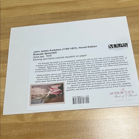 ( 0385) Pink and Green Bird Art Print “ 8 X 10” Unframed MOIAS Museum Of Arts - Picture 3 of 6